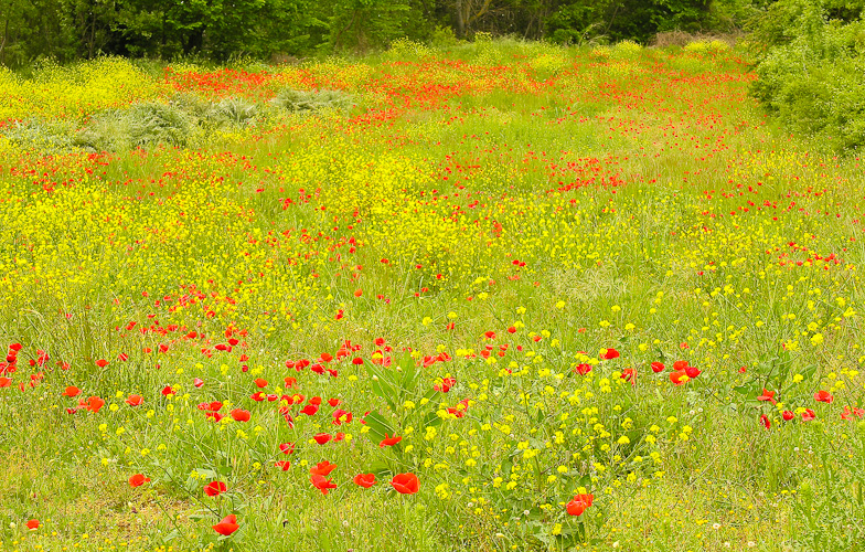 Field of poppies and other wildflowers