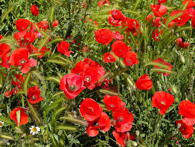 Poppies