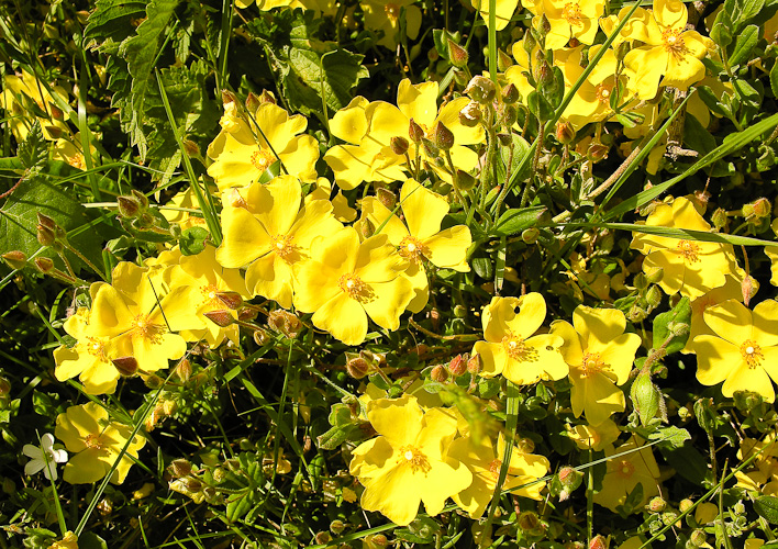 Wildflowers