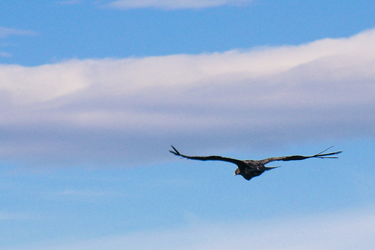 Andean Condor north of Punta Arenas, Chile