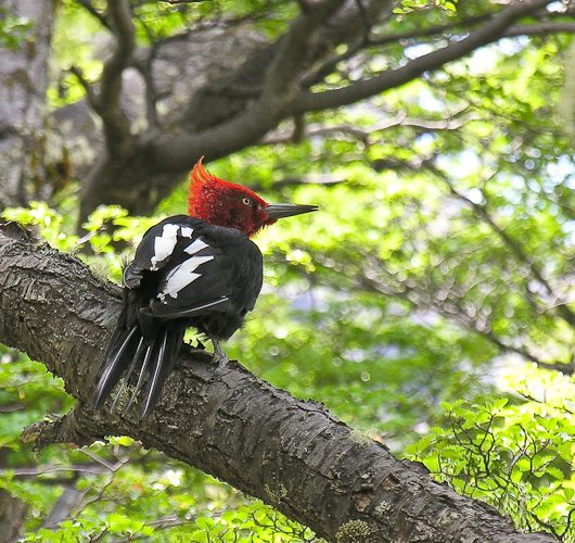 Male Magellanic Woodpecker, near Lago Torre, Argentina
