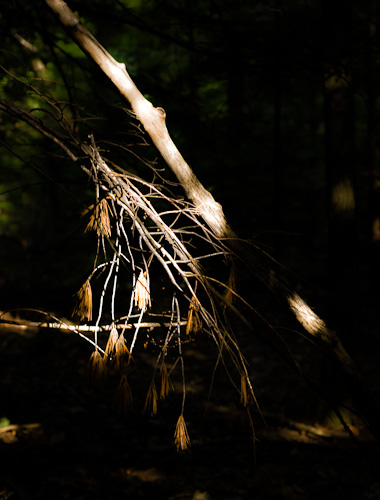 Pine boughs